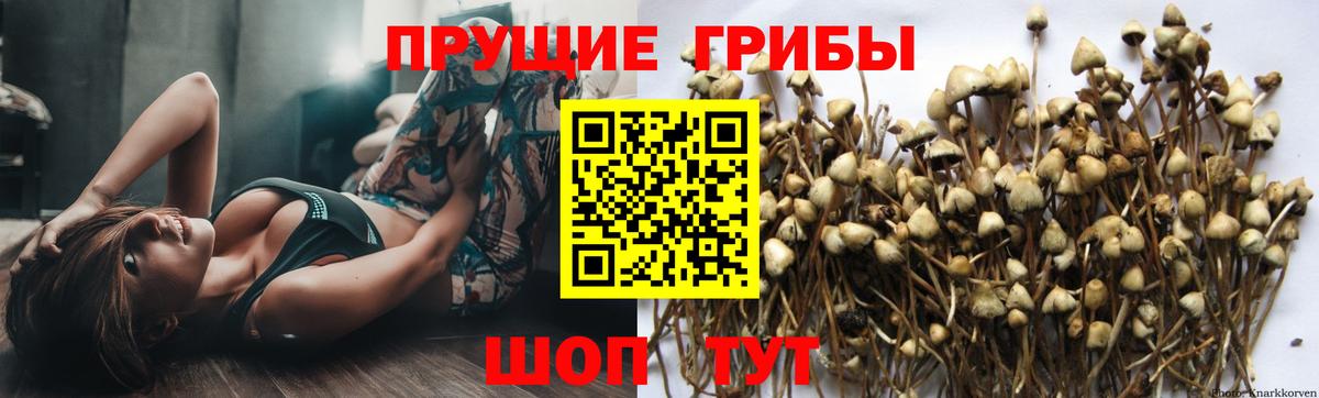 Псилоцибиновые грибы Cubensis  Галлюциногенные грибы Cubensis  Петровск  Вход с VPN 